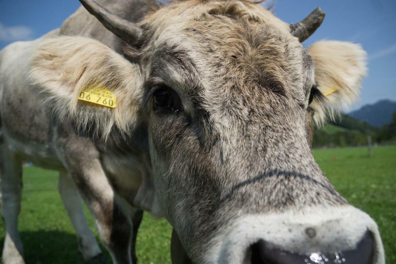 Geigers Ferienhaus Tiefenbach bei Oberstdorf Eksteriør billede