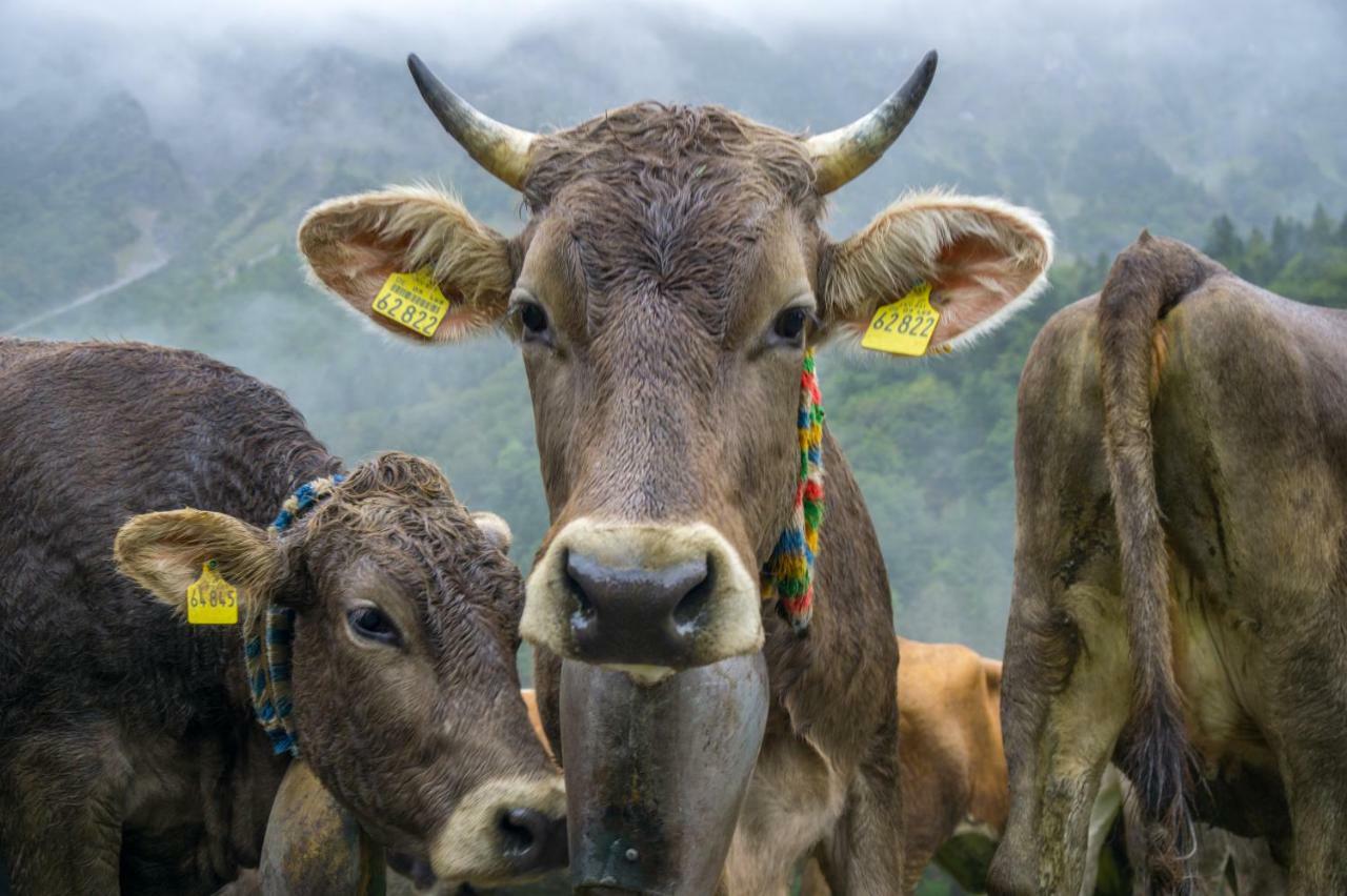 Geigers Ferienhaus Tiefenbach bei Oberstdorf Eksteriør billede